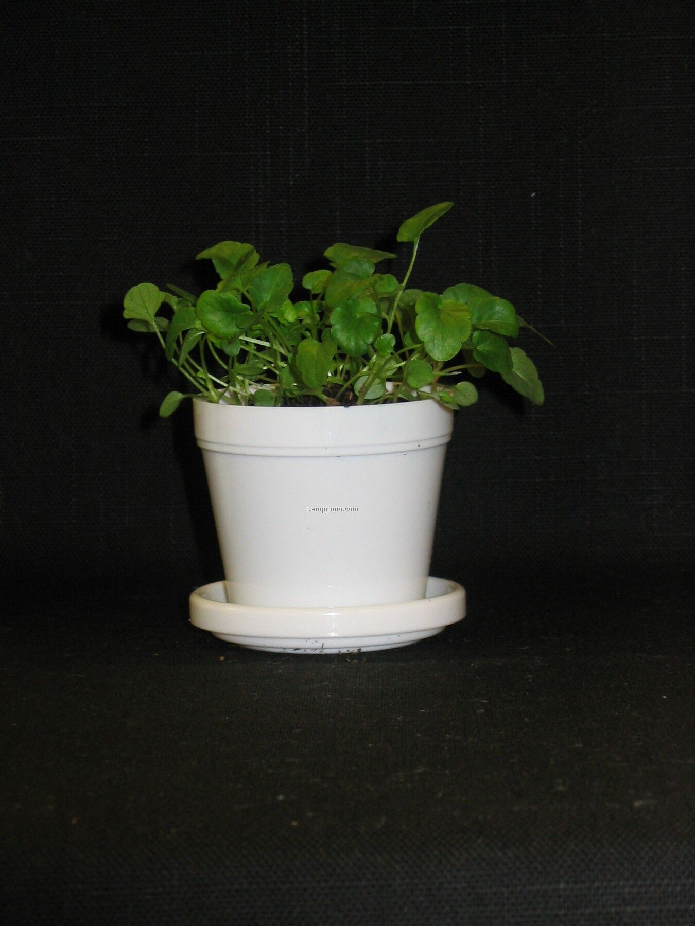 Johnny Jump Up Mini Logo Planter Kit (No Imprint)