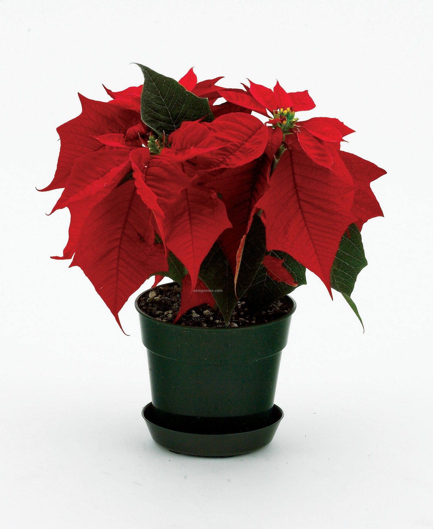 Poinsettia Plant,China Wholesale Poinsettia Plant