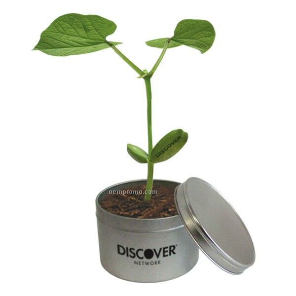 The Magic Bean Tin Can