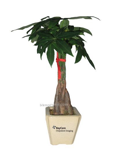 Money tree pachira plant in ceramic pot marbles Money tree pachira plant in ceramic pot marbles