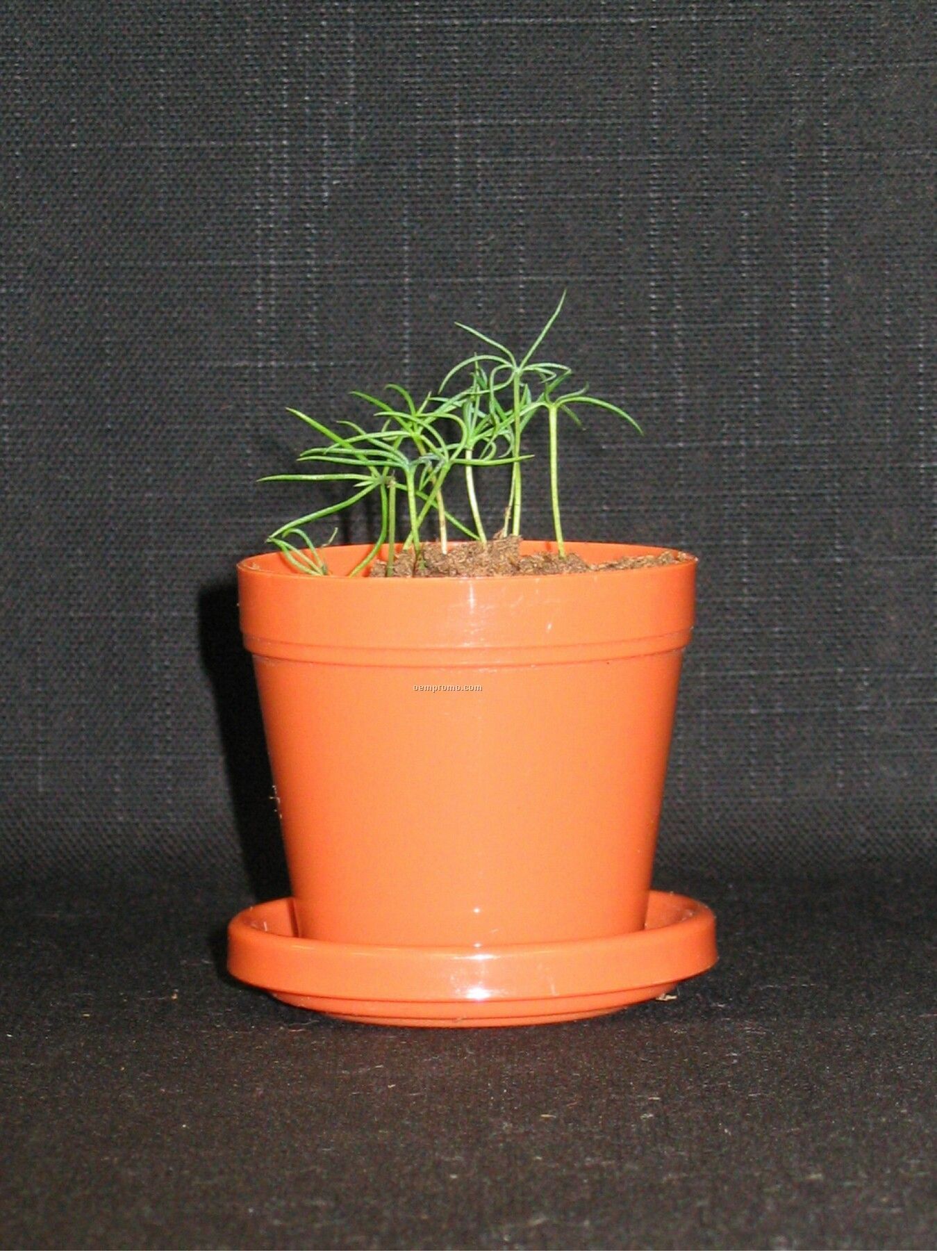 Colorado Blue Spruce Mini Logo Planter Kit (No Imprint)