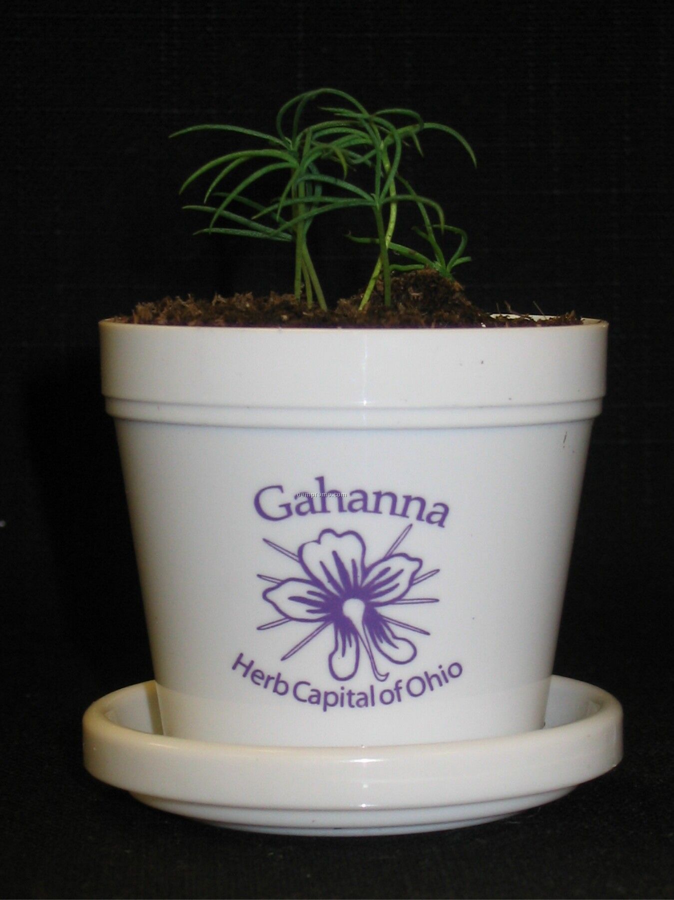 Colorado Spruce Mini Logo Planter Kit (1 Color Imprint)