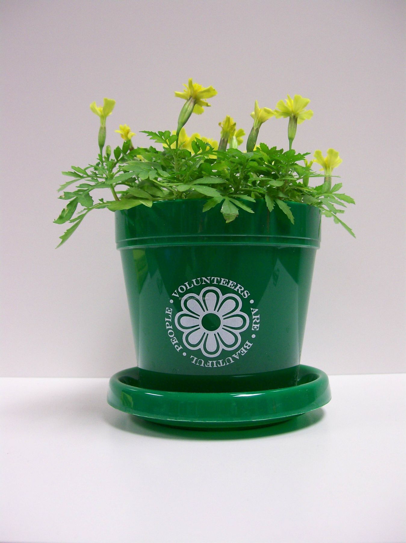 Marigold Lemon Drop Standard Logo Planter Kit (2 Color)