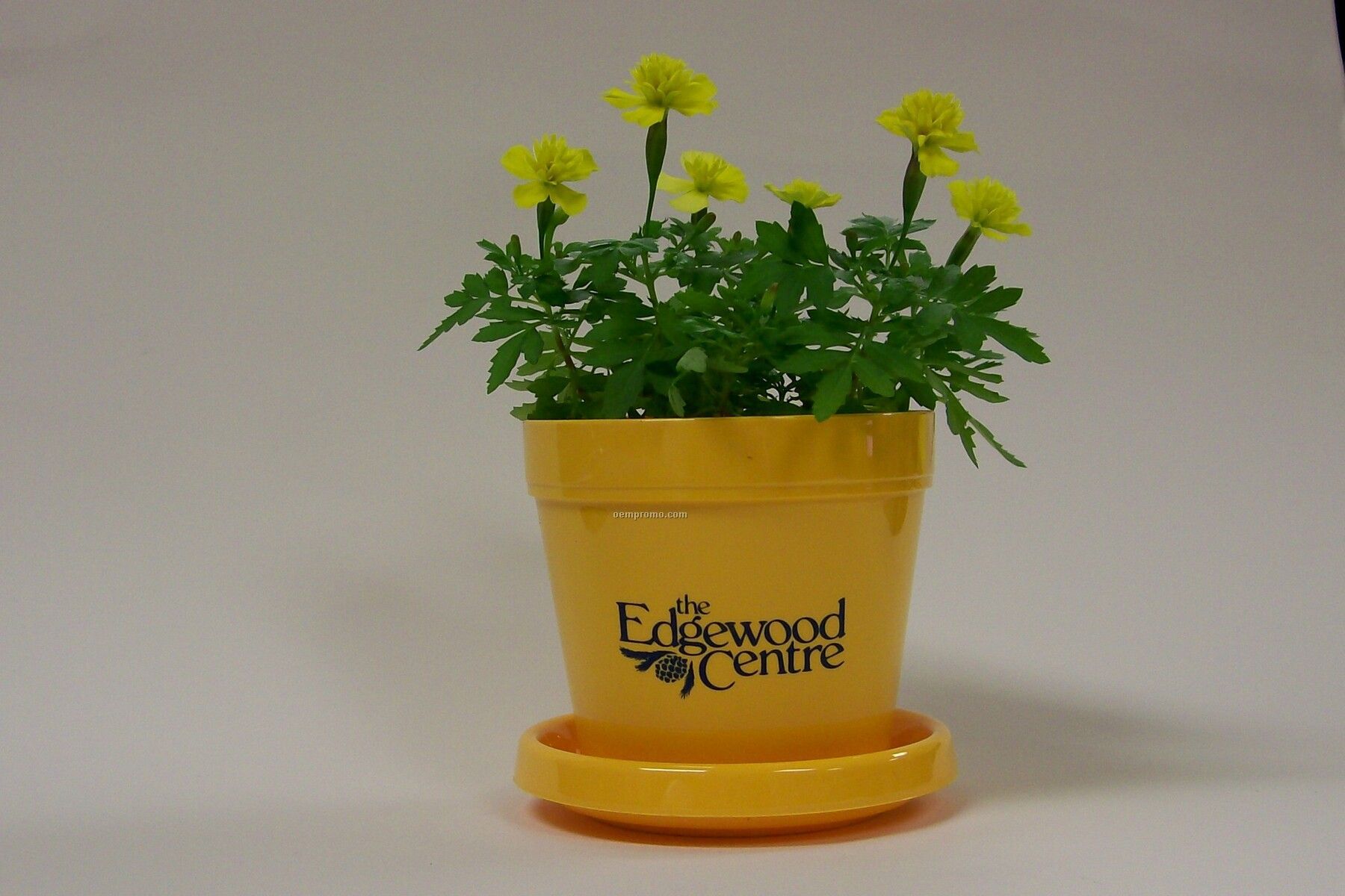 Marigold Lemon Drop Mini Logo Planter Kit (1 Color Imprint)