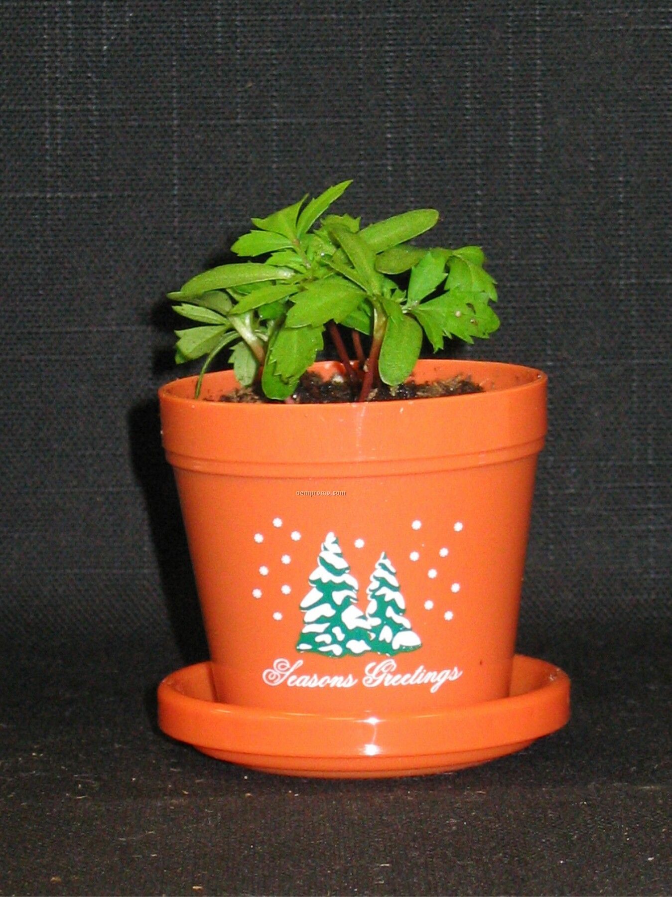 Marigold Lemon Drop Mini Logo Planter Kit (2 Color Imprint)