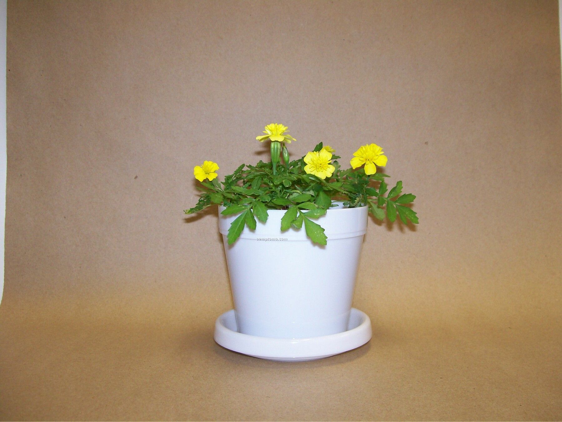 Marigold Lemon Drop Standard Logo Planter Kit (No Imprint)