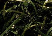 5# Forest Green & Gold Paper & Metallic Blends Very Fine Cut Paper