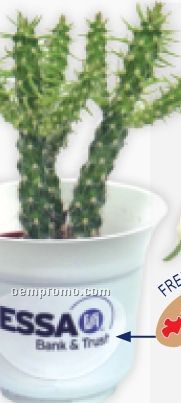 Live Mini Potted Flowers Or Plants